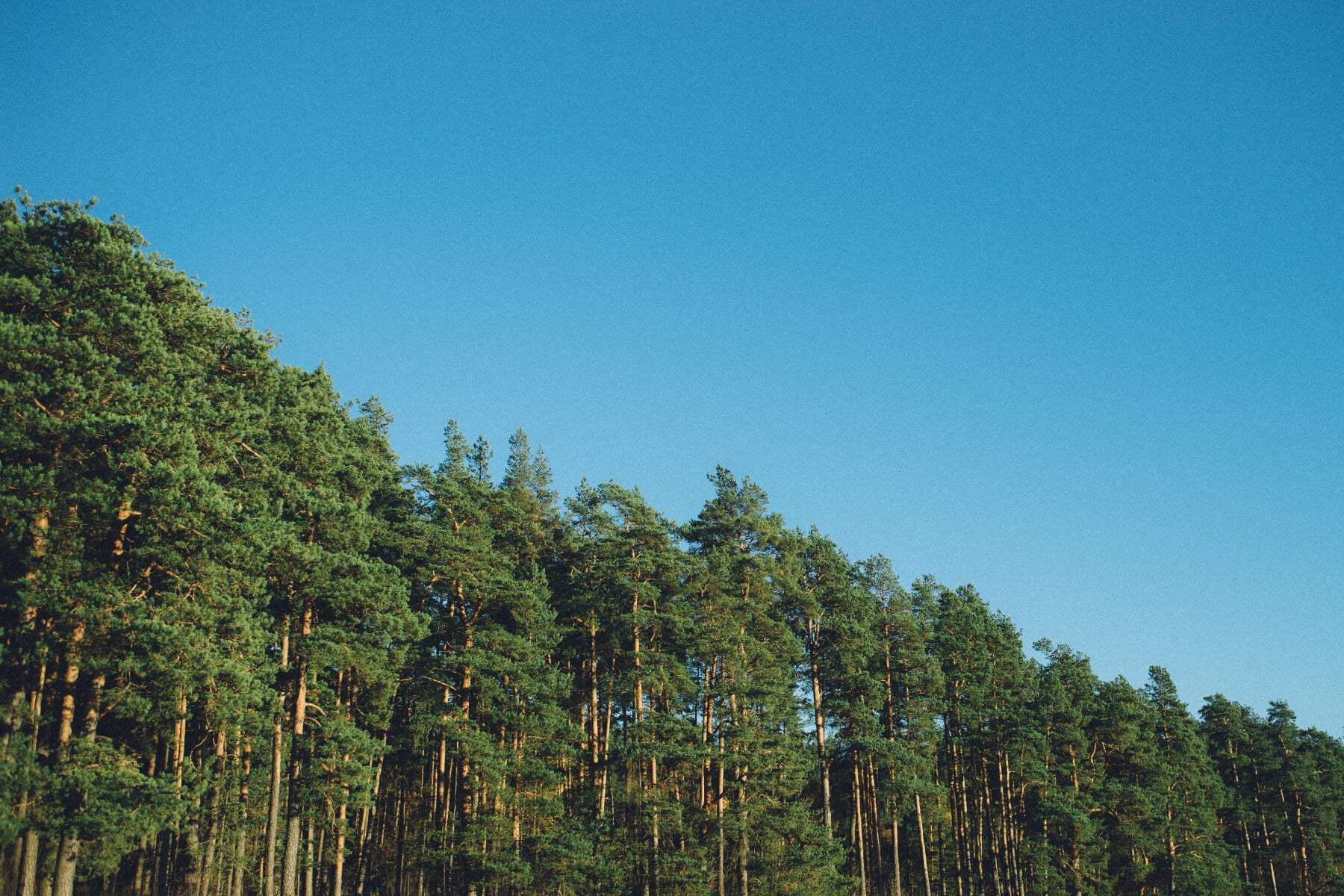 Forest of trees against a clear blue sky
