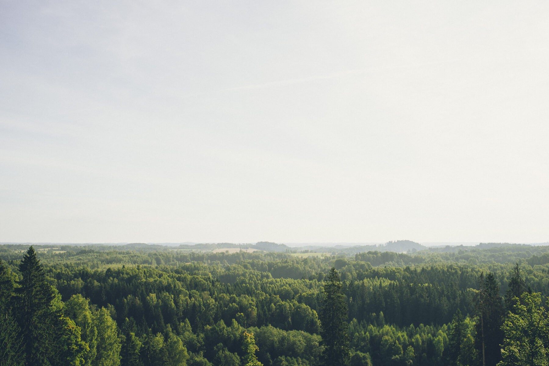Scenic view of a forest with a clear sky
