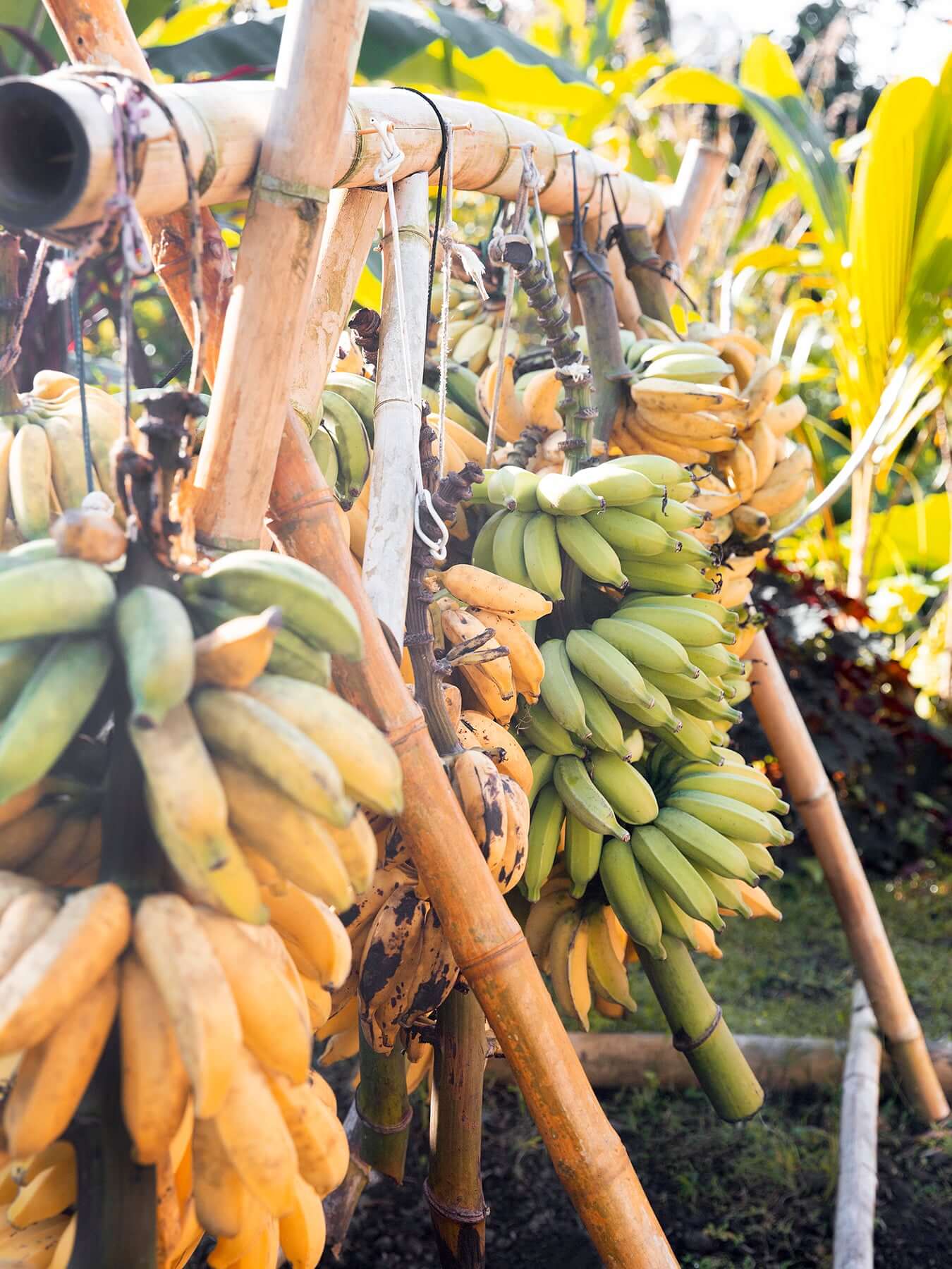 Bananas hanging from a tree with bamboo support
