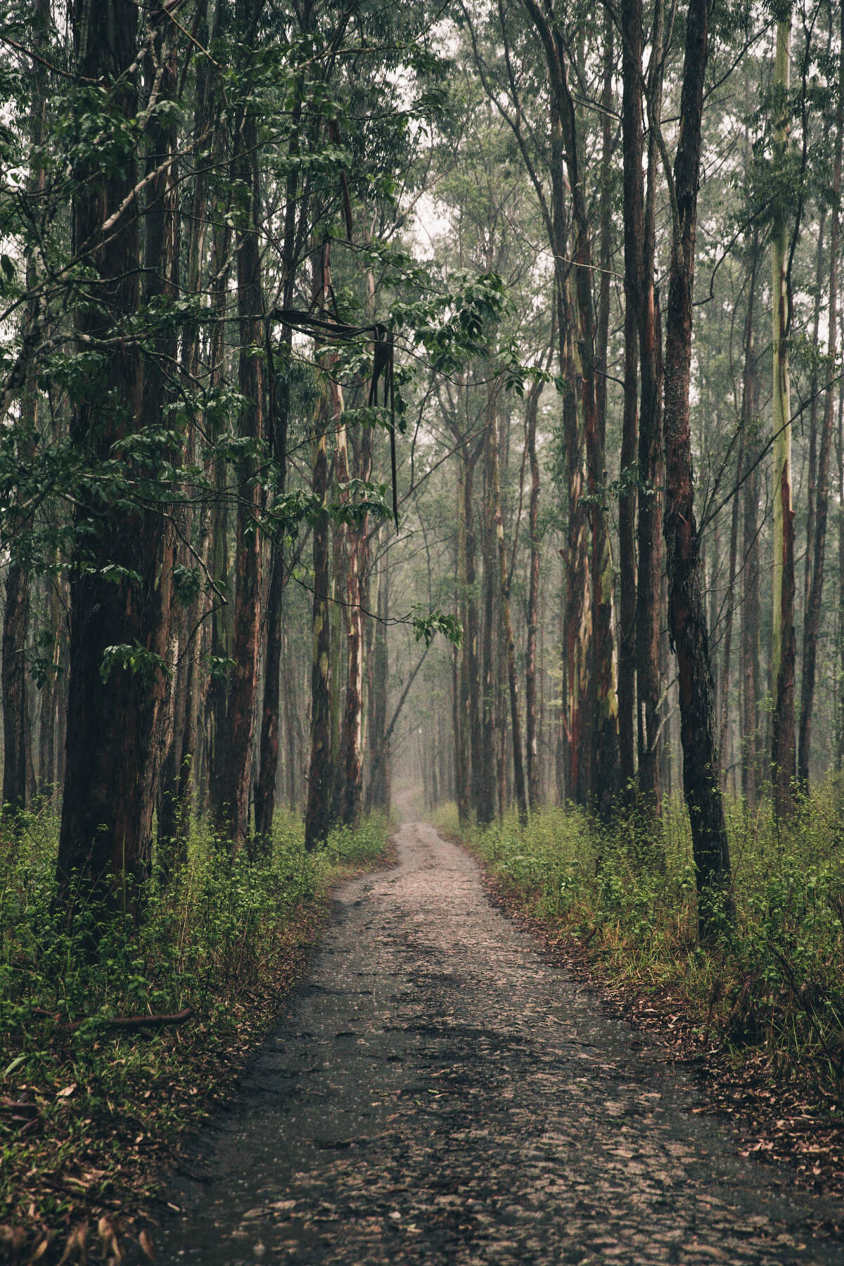 Winding dirt path through a dense forest with tall trees on both sides.
