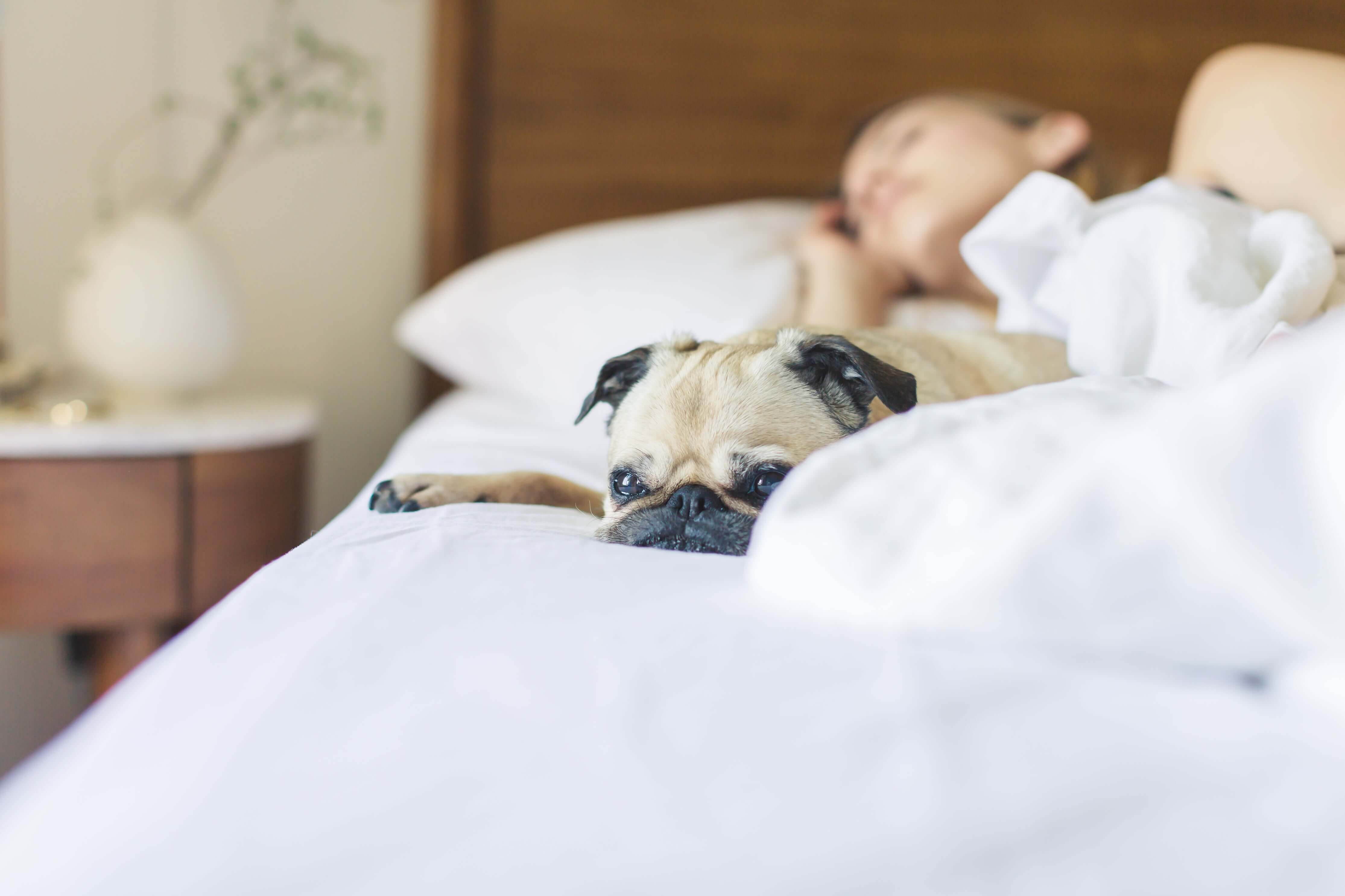 Pug dog lying on a bed with a person in the background
